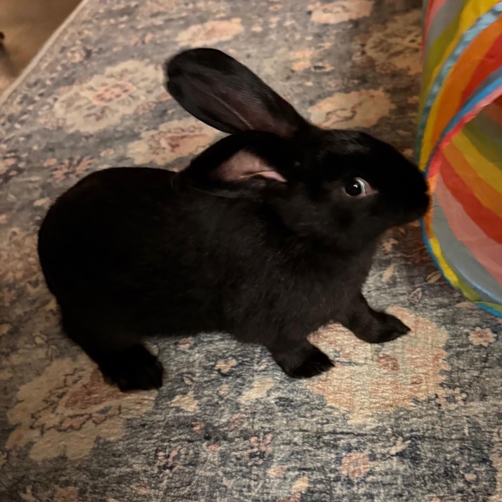 JETT (BONDED WITH DAVID) - Other / Rex available for adoption