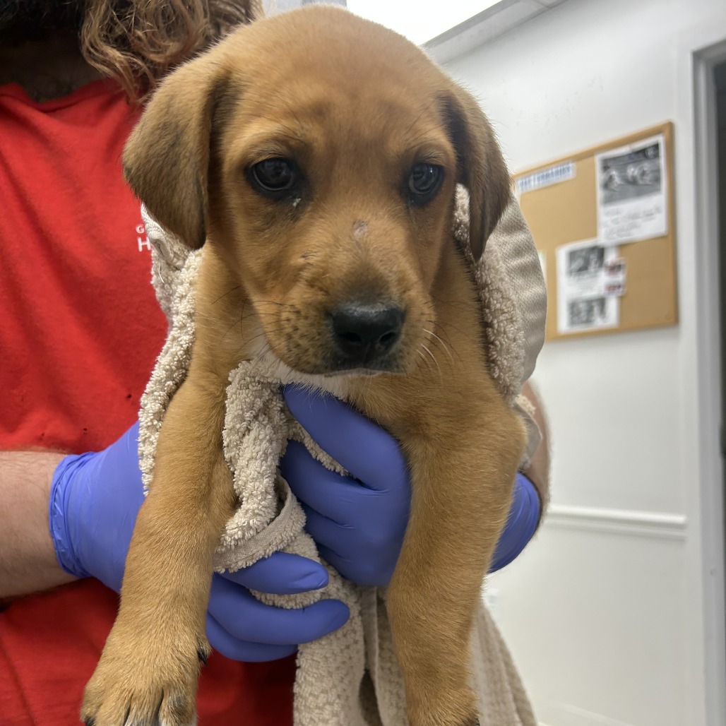 Labrador Retriever