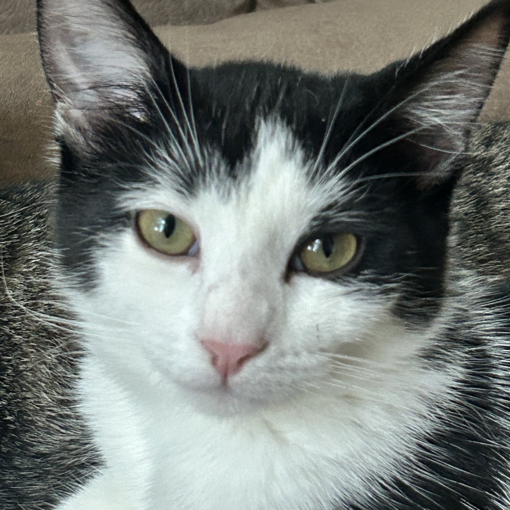 Pedro, photo 9