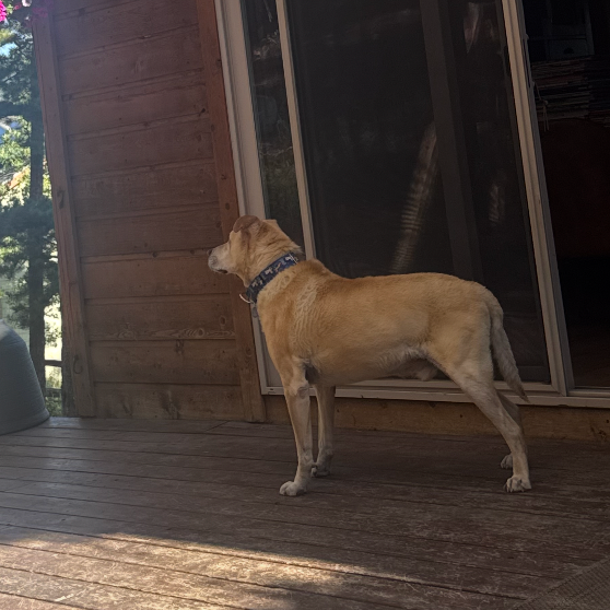 Chance (fka Champ), photo 5