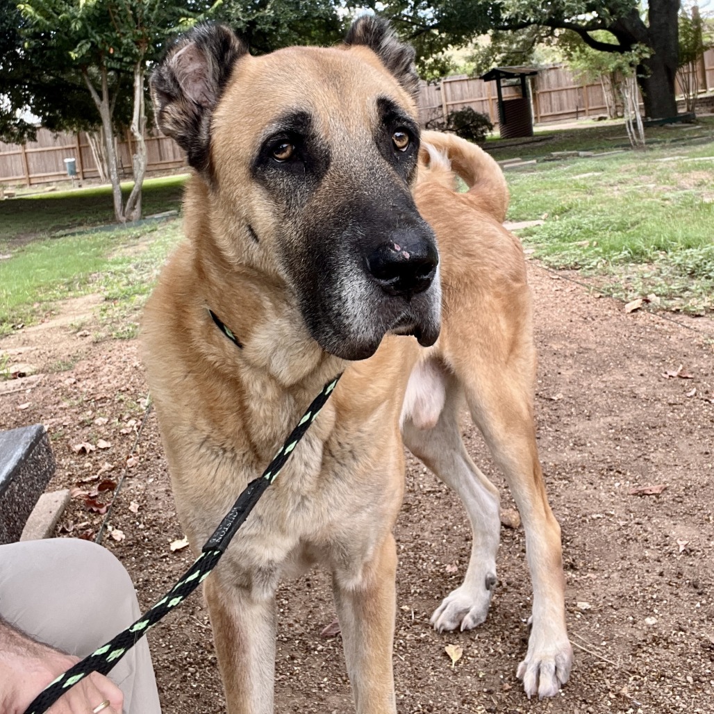 CASSIUS "CASH" - Shepherd available for adoption