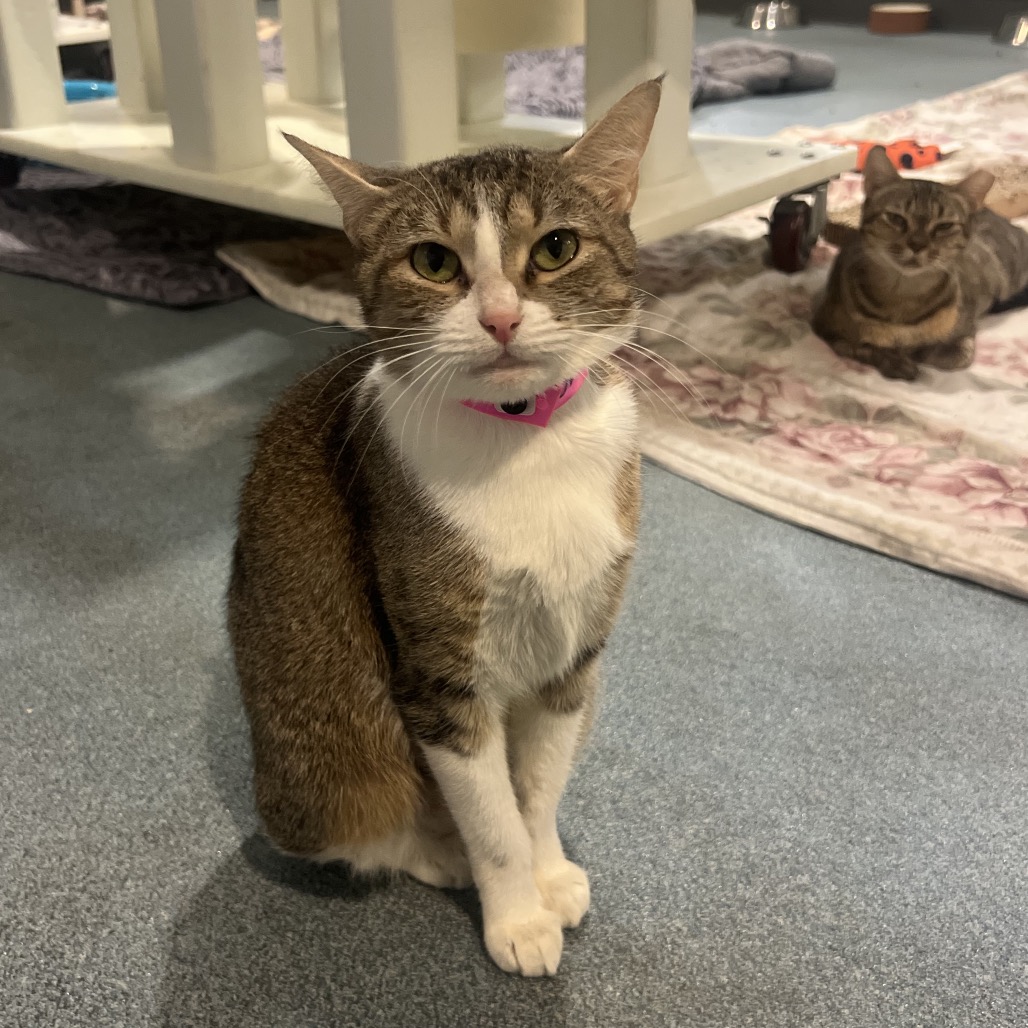 Omelette (kiki)