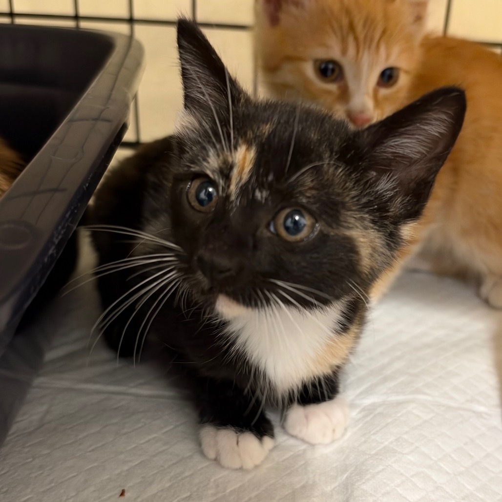 Ace - Domestic Shorthair