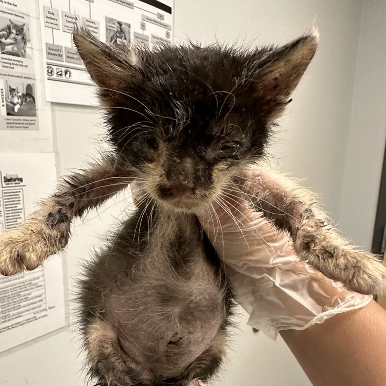 ALLIGATOR - Domestic Shorthair available for adoption
