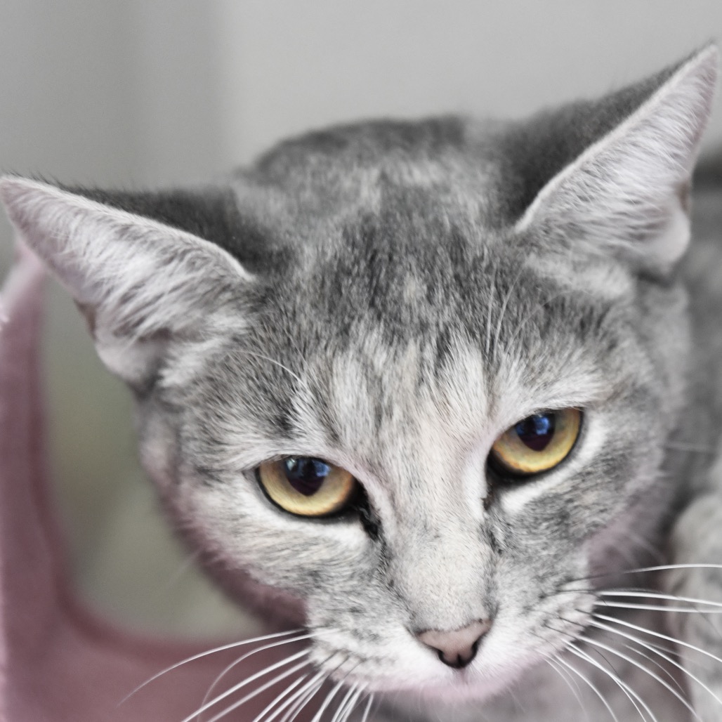 Itty - Domestic Shorthair