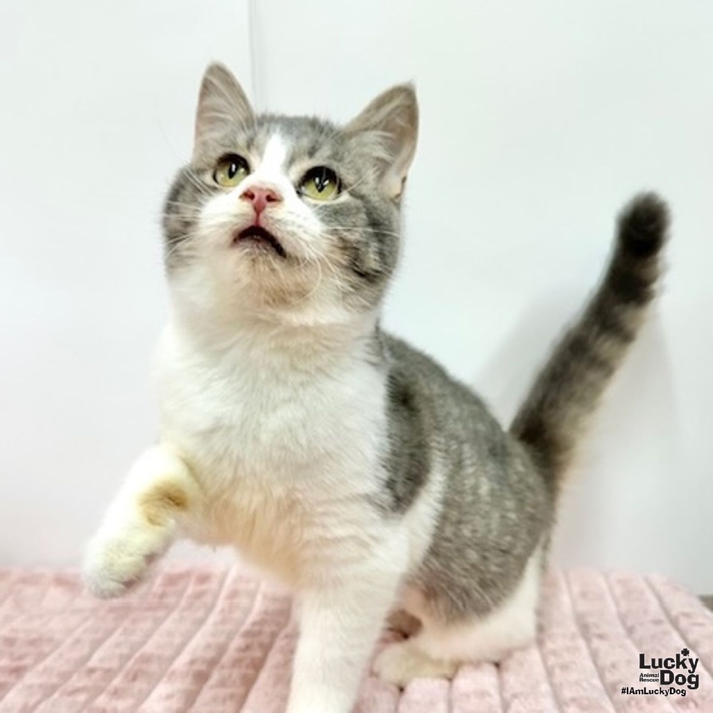 YAM - Domestic Shorthair available for adoption
