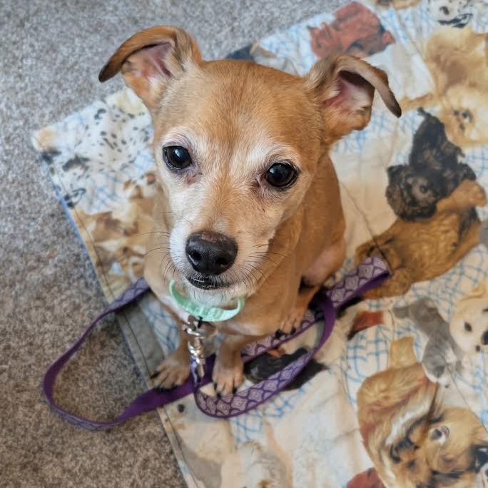ERNIE - Chihuahua / Mixed Breed (Small) available for adoption