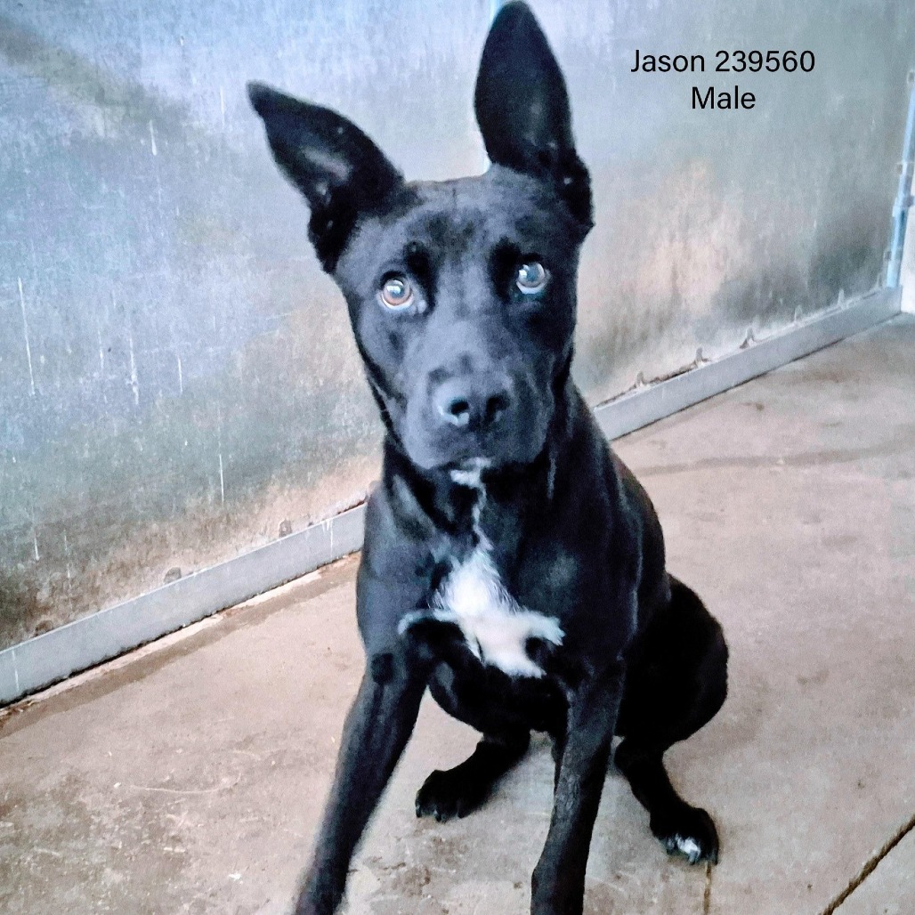 Jason, available for adoption at PVAS