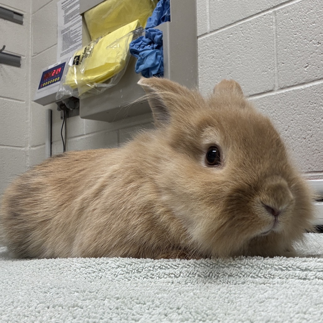 Nutmeg