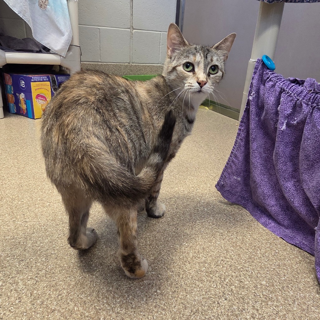 Doodlebug-I'm in a foster home-call to meet with me!, photo 2