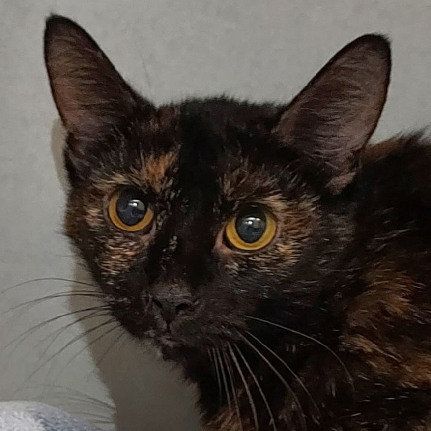 DELPHI - Domestic Shorthair available for adoption