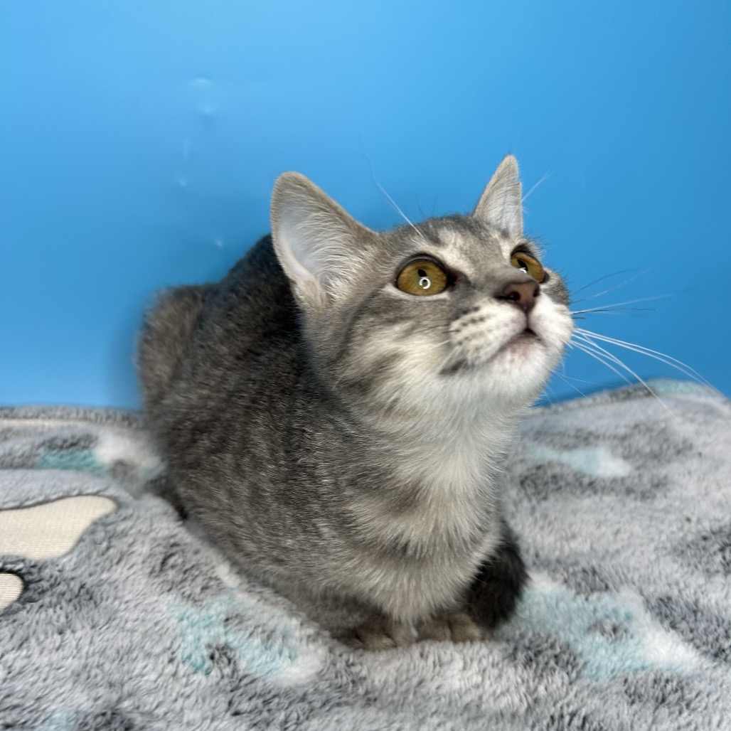 EVIE - Domestic Shorthair available for adoption