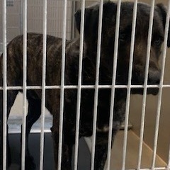 Kennel#32 Mister's preview photo