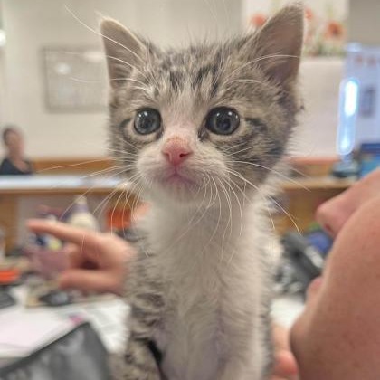 GEORGE - Domestic Shorthair available for adoption