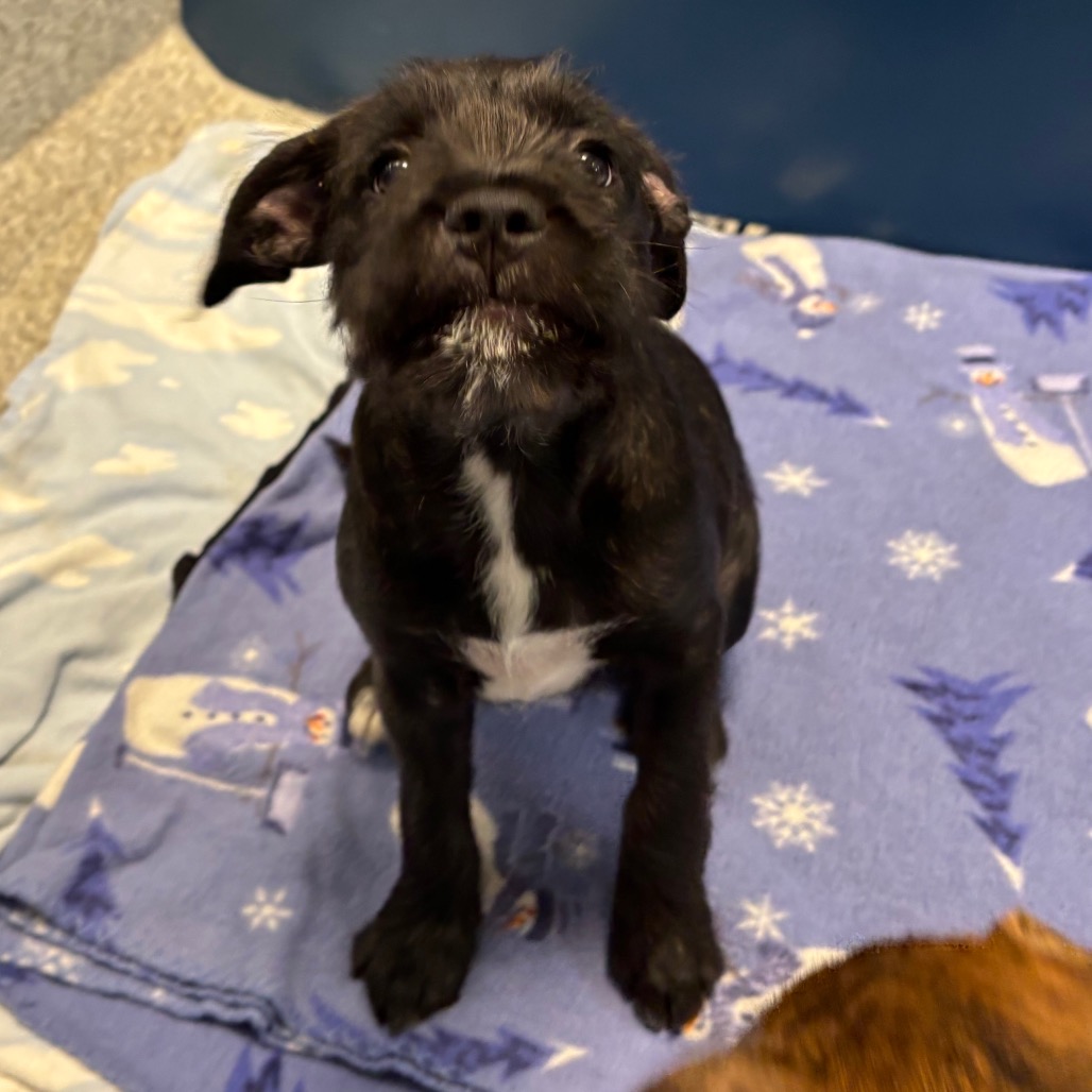 SQUIGGLE - Mixed Breed (Medium) available for adoption