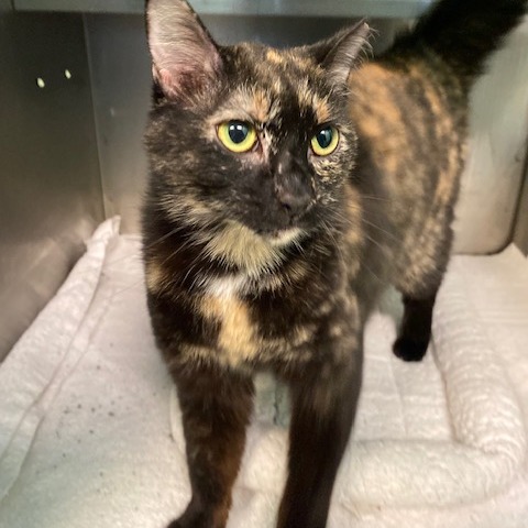 WHITNEY - Domestic Shorthair available for adoption