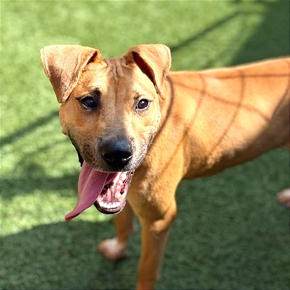 LUKE - Bulldog / Black Mouth Cur available for adoption