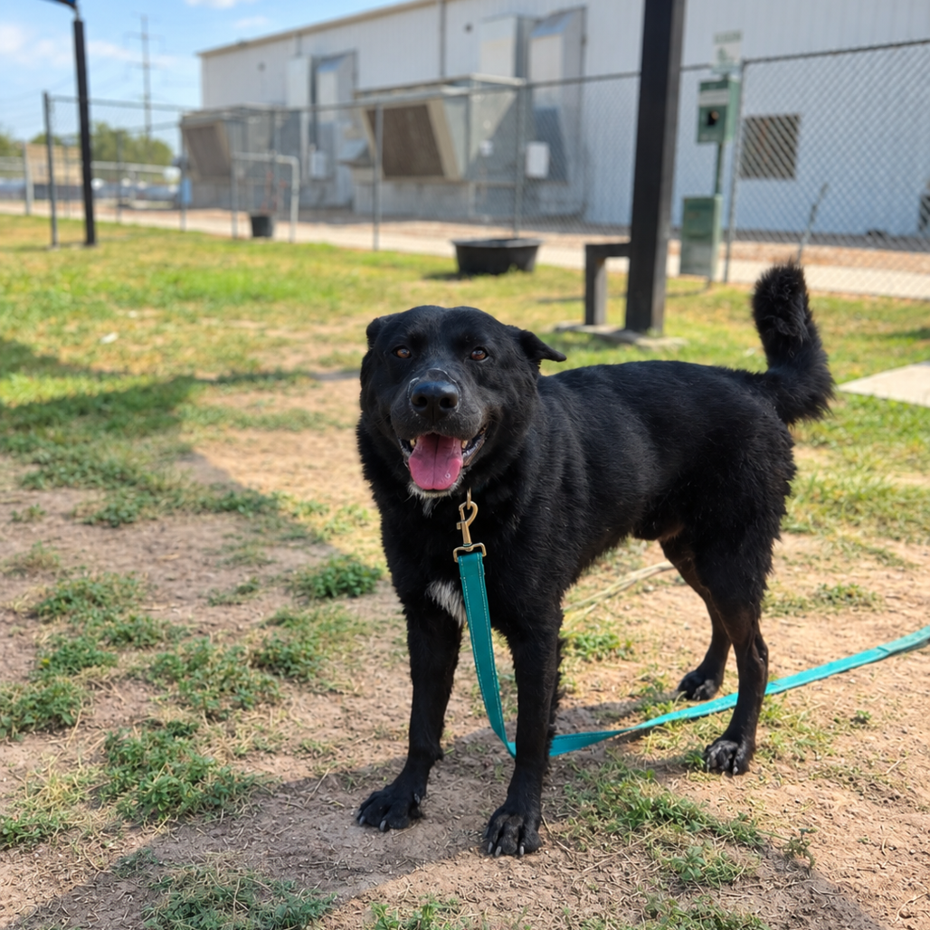 PHOENIX - Shepherd available for adoption