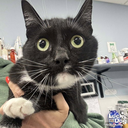LIBBY - Domestic Shorthair available for adoption