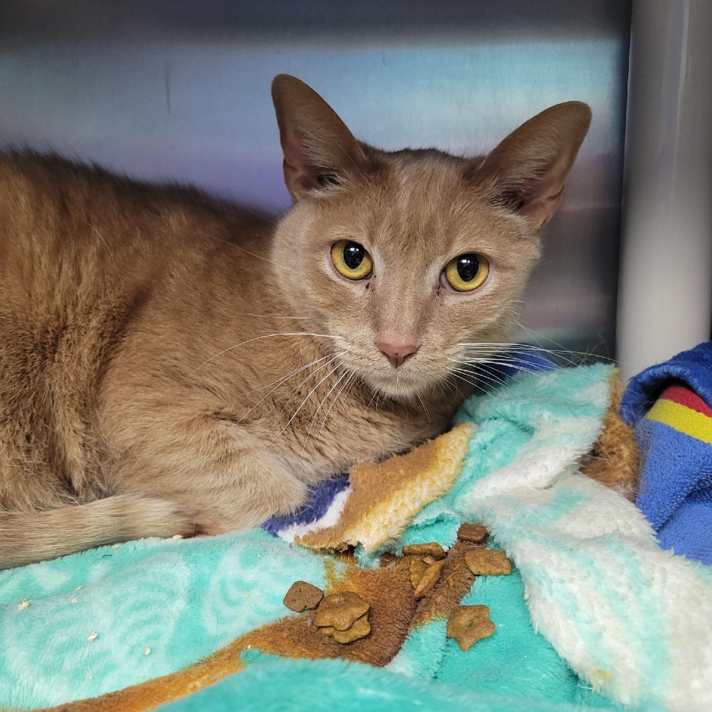 Pancake — thumbnail 2