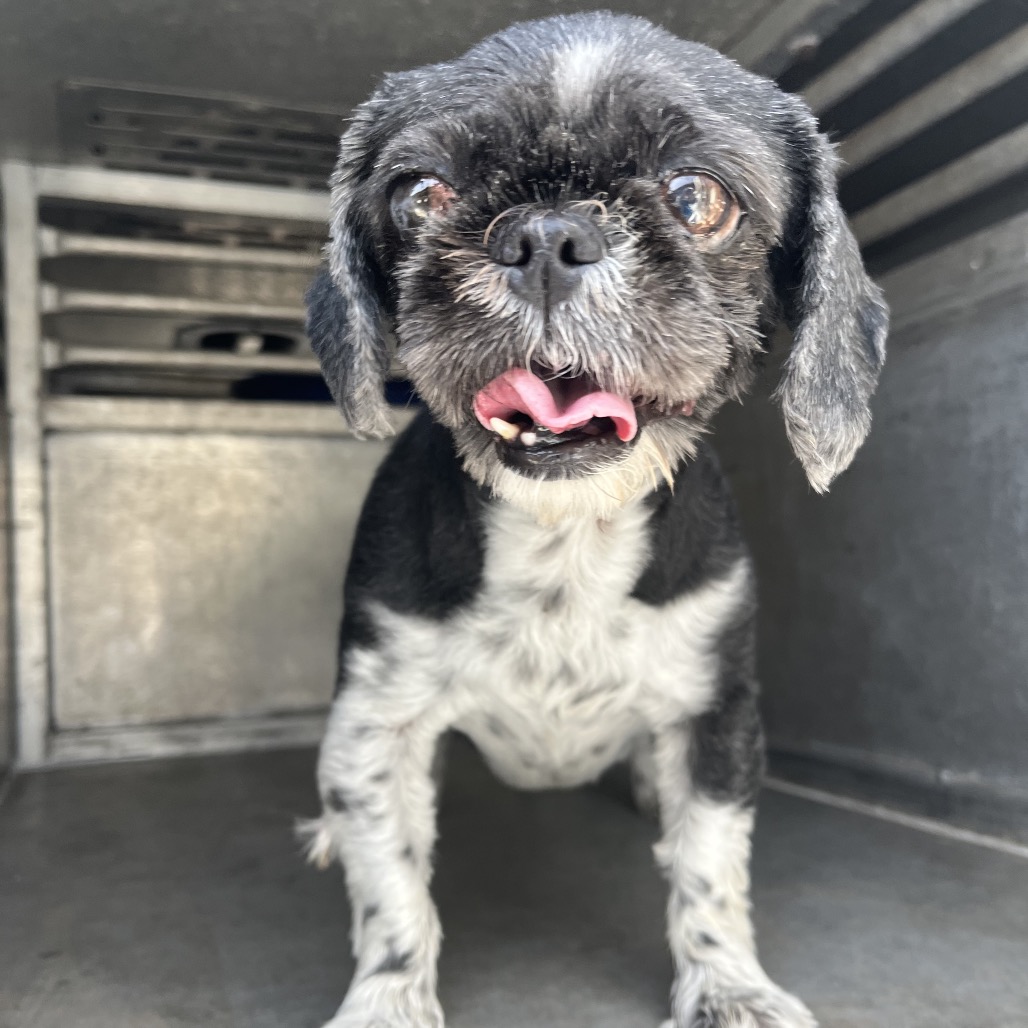 DANA - Shih Tzu available for adoption