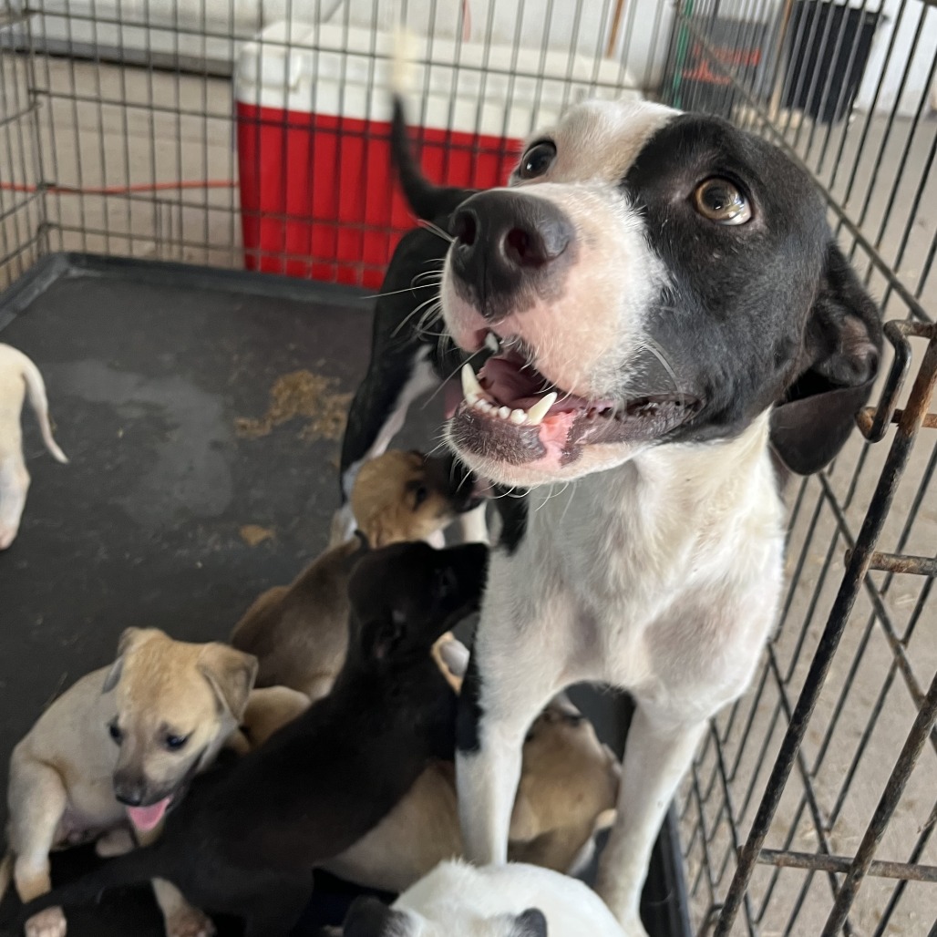 GENESIS - Shepherd available for adoption