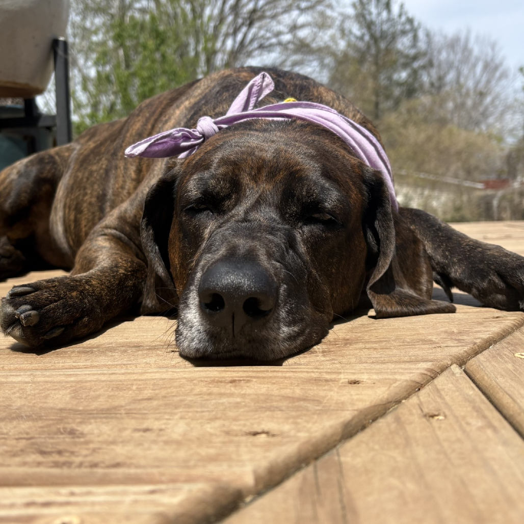 Missy, photo 3