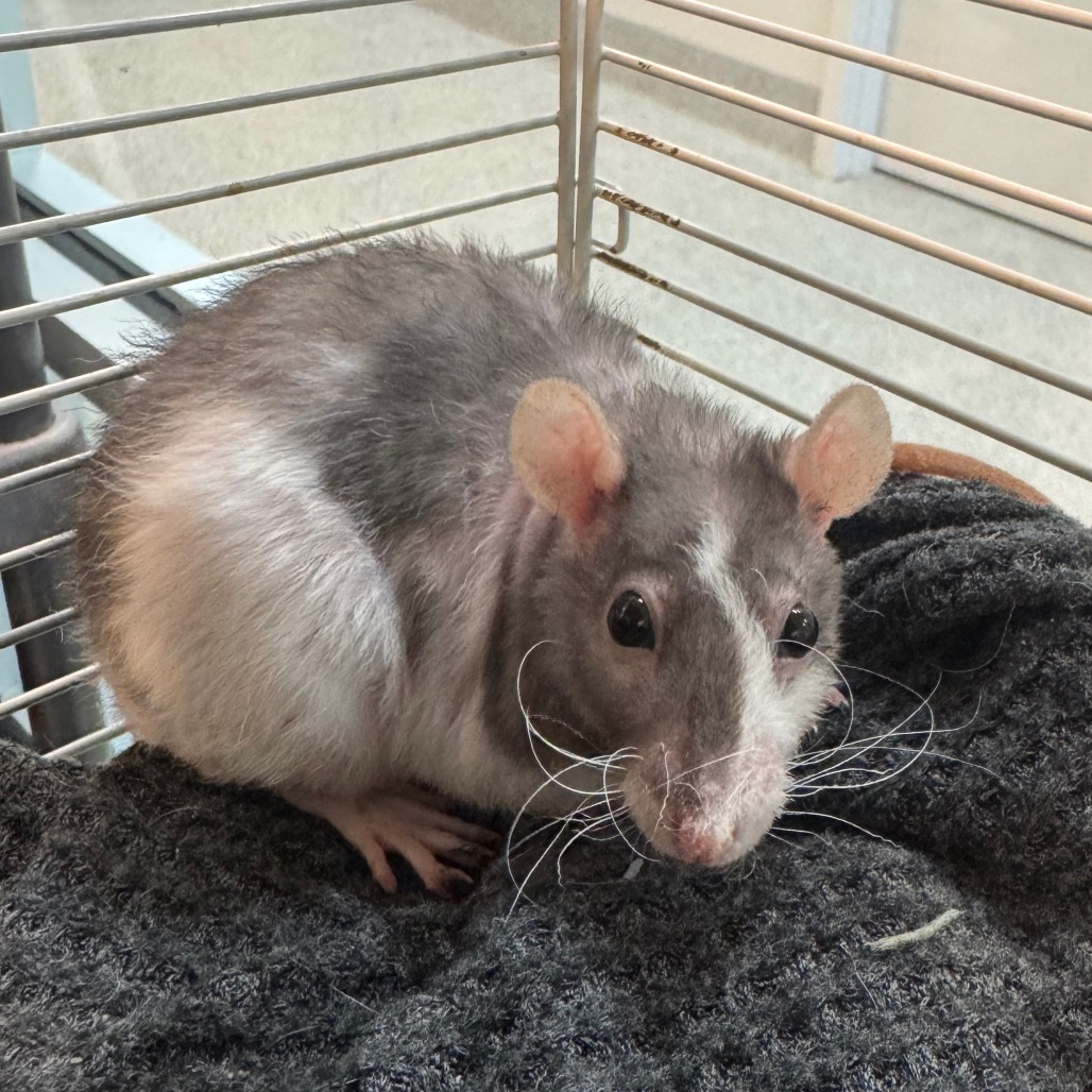 Rexie