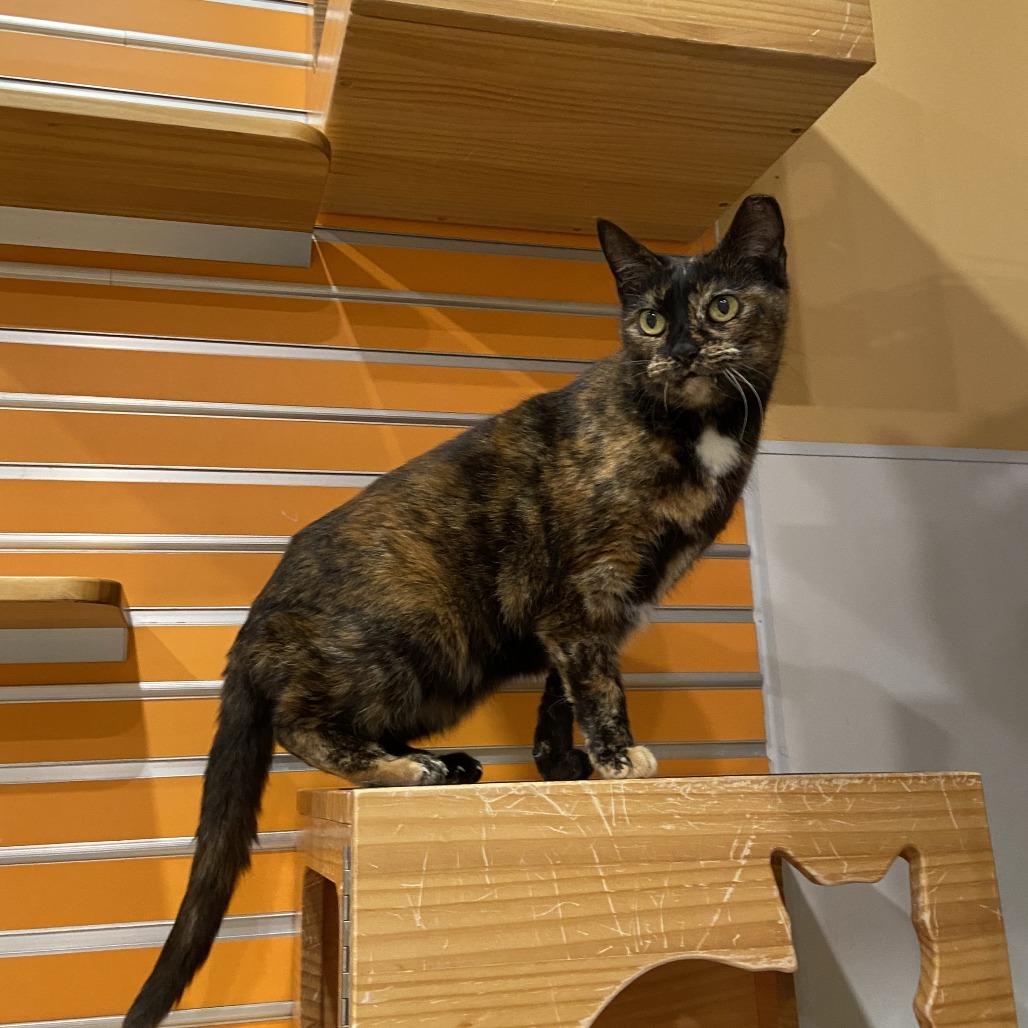 HALF - Domestic Shorthair available for adoption
