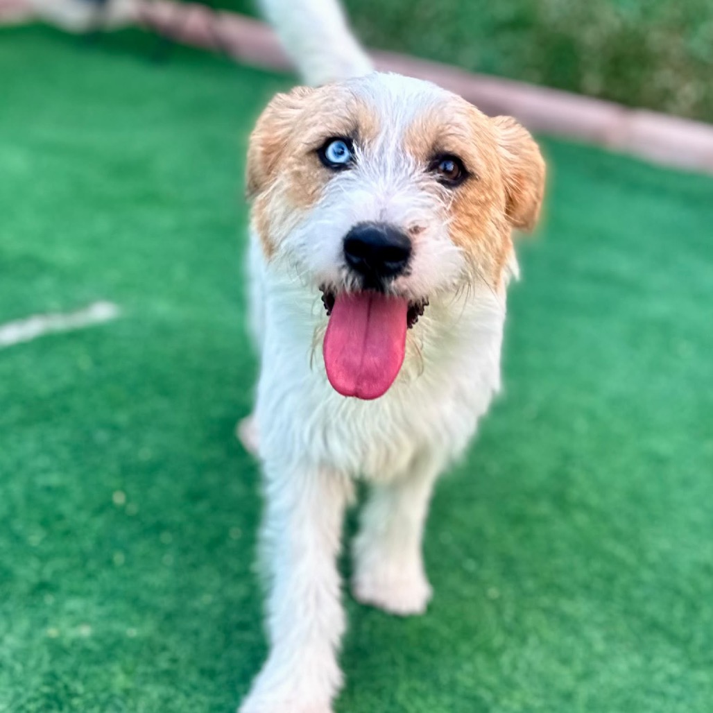 OLLIE - Mixed Breed (Medium) for adoption in Alexandria