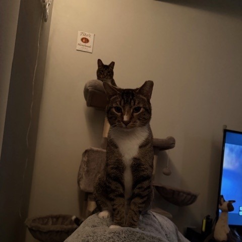 Camouflage--In Foster, photo 25