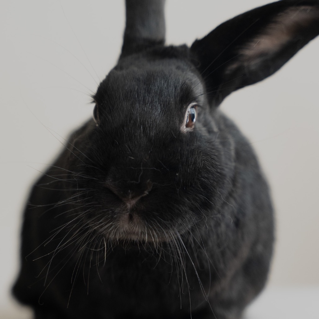 Berlioz is available for adoption at Georgia House Rabbit Society