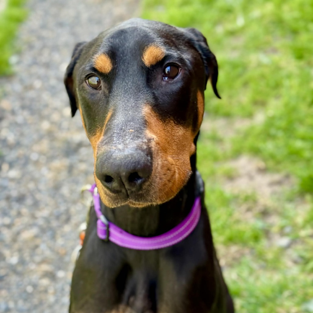 Doberman Pinscher