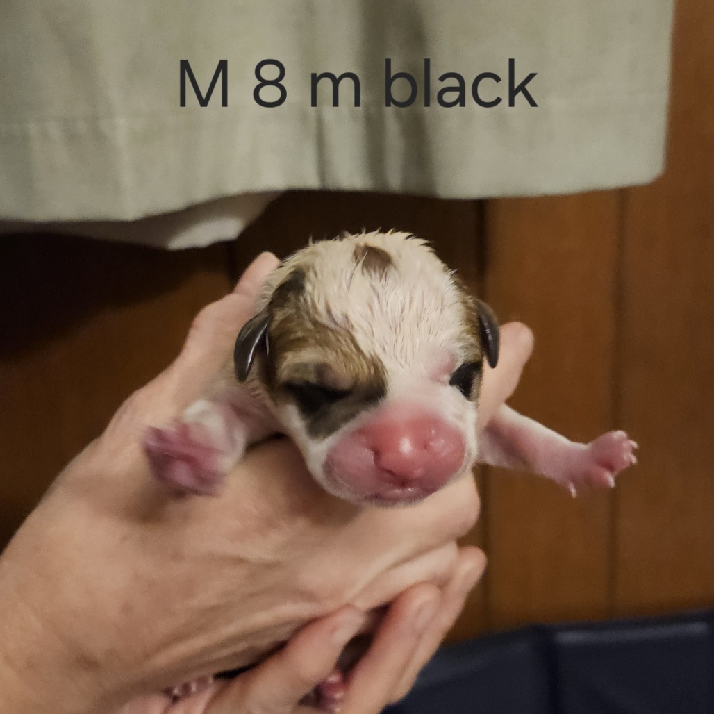 Misty's Pup- Bruiser — thumbnail 2