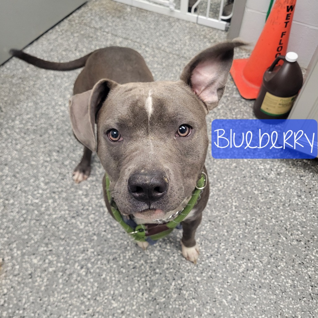 Blue Raspberry Rescue Blueberry is available for adoption at Humane Society of Parkersburg