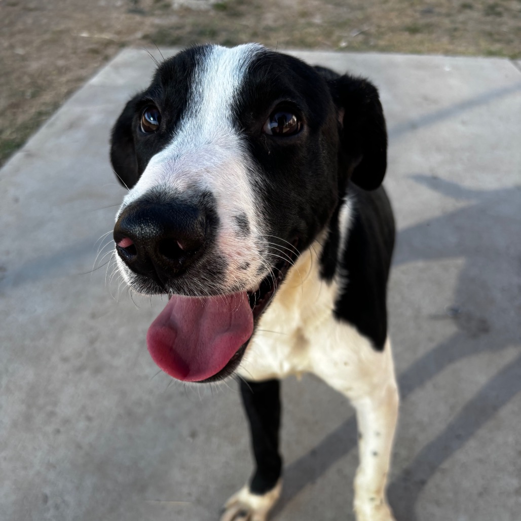 Cody, available for adoption at PVAS