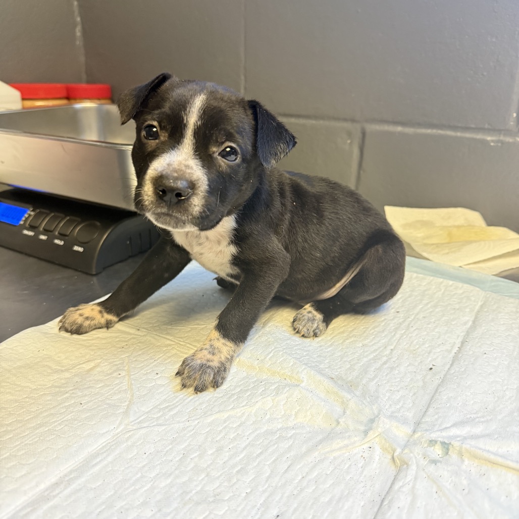 Tusc Stray 84696 2 3