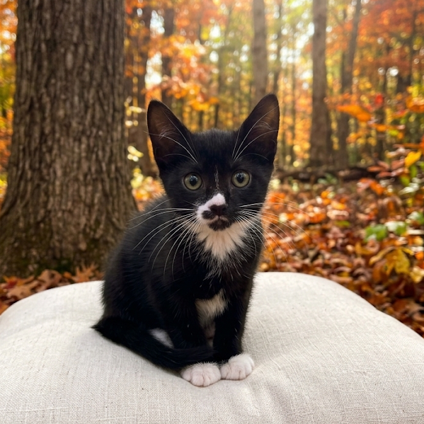 SCARECROW - Domestic Shorthair / Domestic Shorthair available for adoption