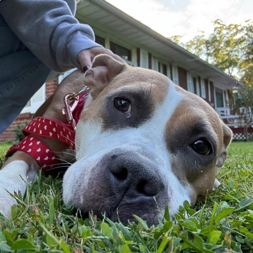 Isabella (formerly Diamond), photo 10