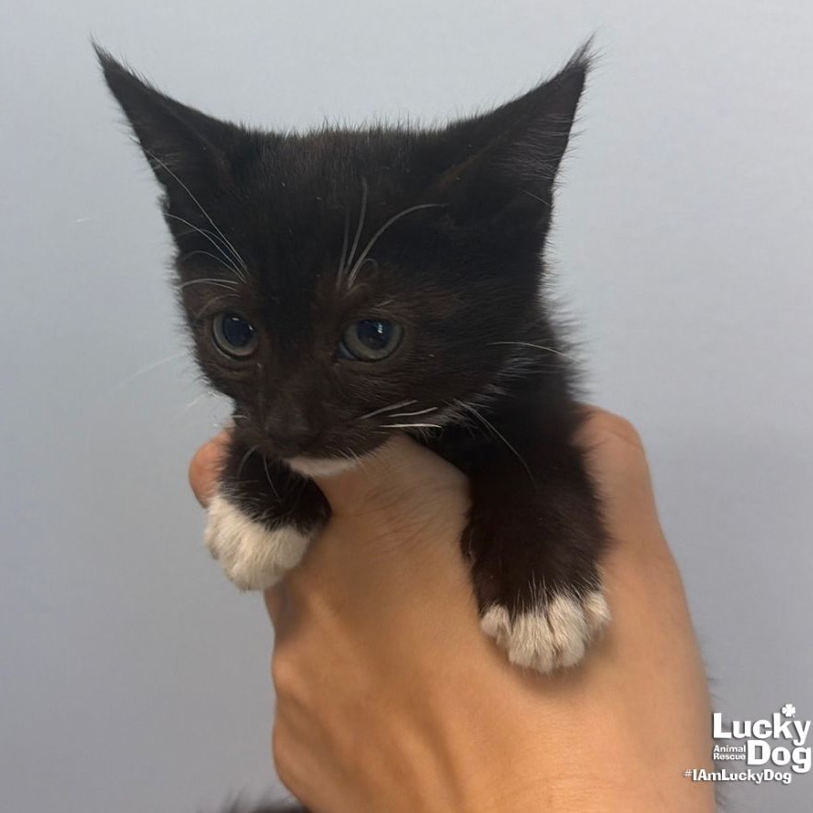 DELLA - Domestic Medium Hair available for adoption