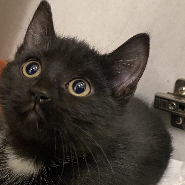 LIDIA - Domestic Shorthair available for adoption