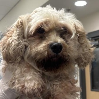 DAX - Mixed Breed (Medium) available for adoption