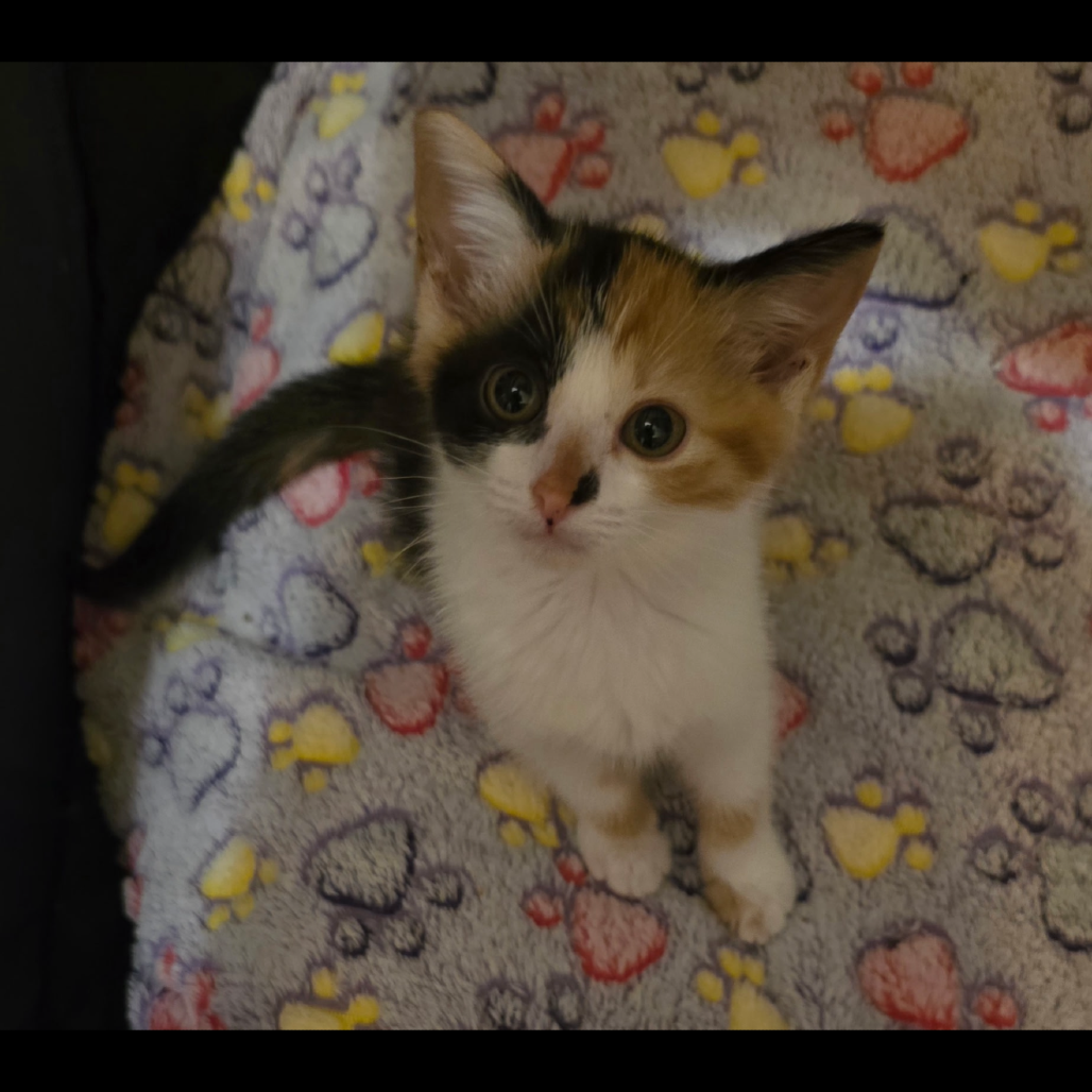 Nova, available for adoption