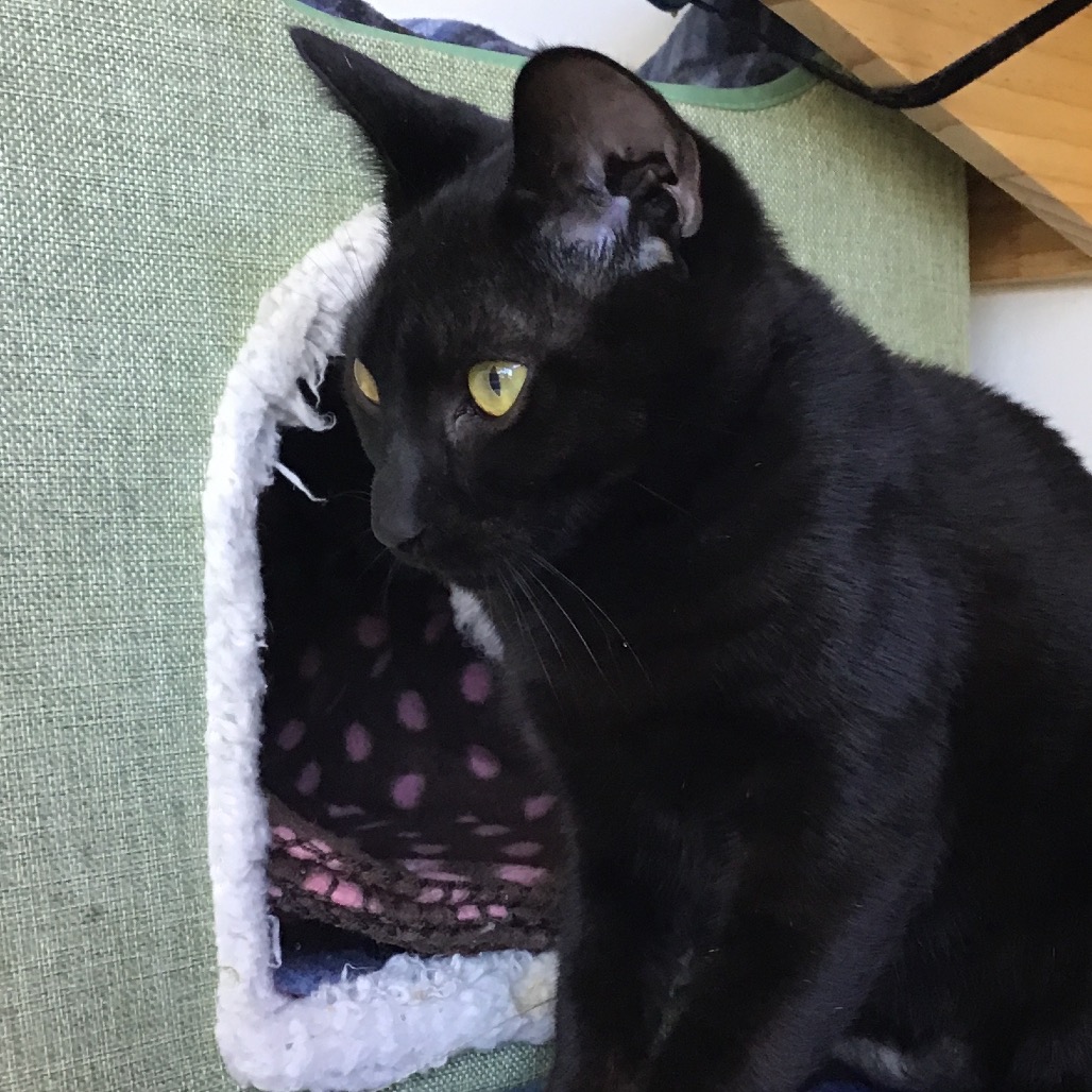 Wakko - Domestic Shorthair
