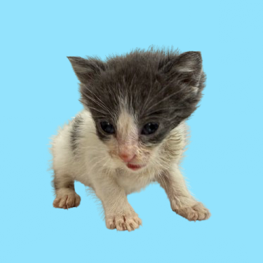 Tusc Stray 82310 2