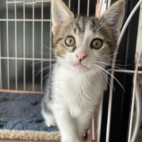 BUMBLE - Domestic Shorthair available for adoption
