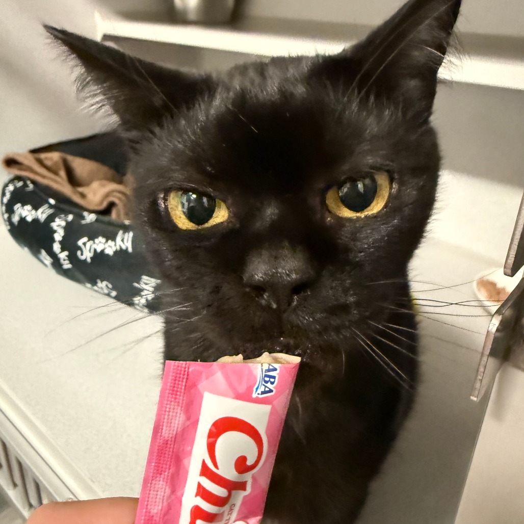 PINKIE - Domestic Shorthair available for adoption