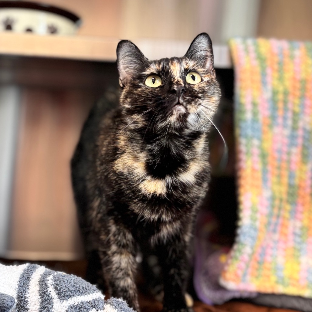 Snickers, photo 7