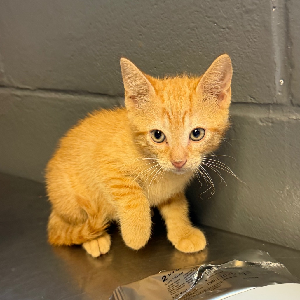 Tusc Stray 84931 2