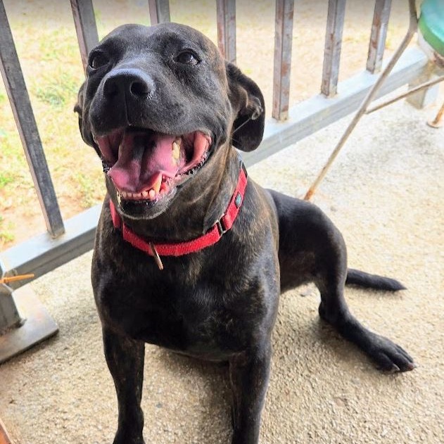 TIGRI - Retriever, Labrador / Mix available for adoption
